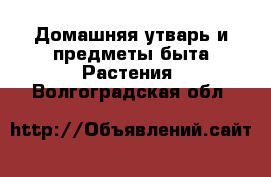 Домашняя утварь и предметы быта Растения. Волгоградская обл.